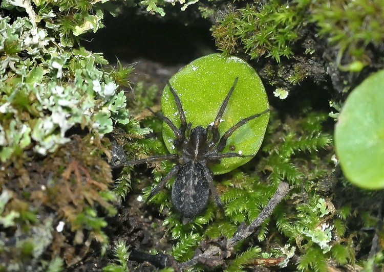 Lycosoides coarctata